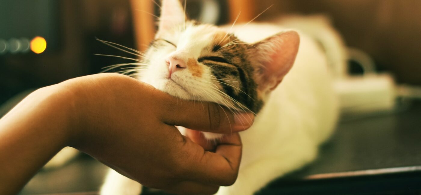 How Pets and Animal Therapy Benefit Mental Health